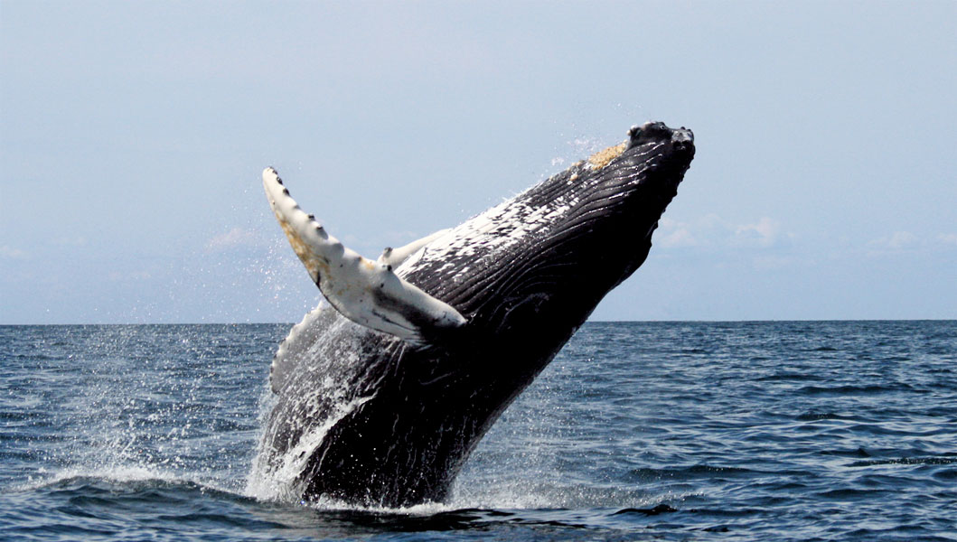 humpback whale