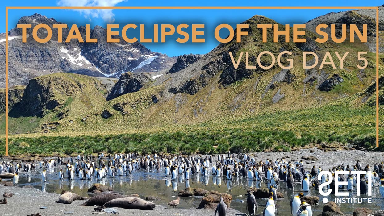 King Penguins at South Georgia Island