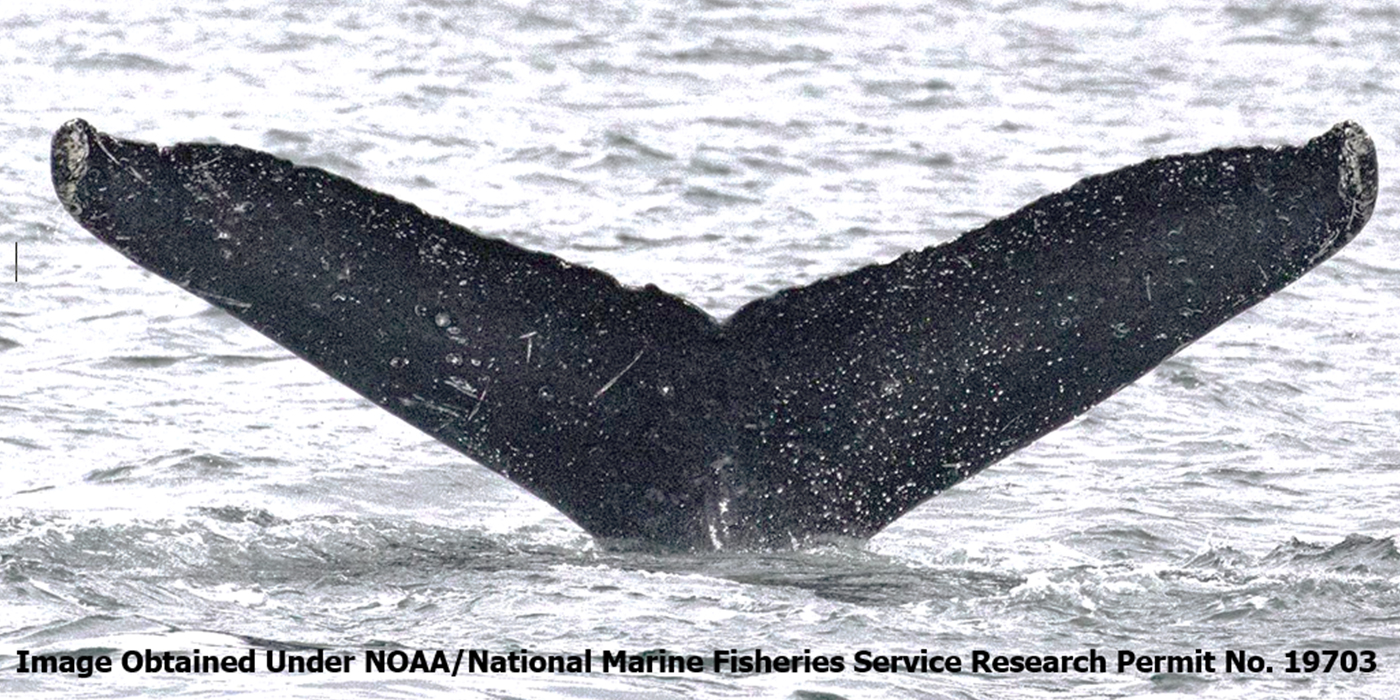 Image of a whale's tail