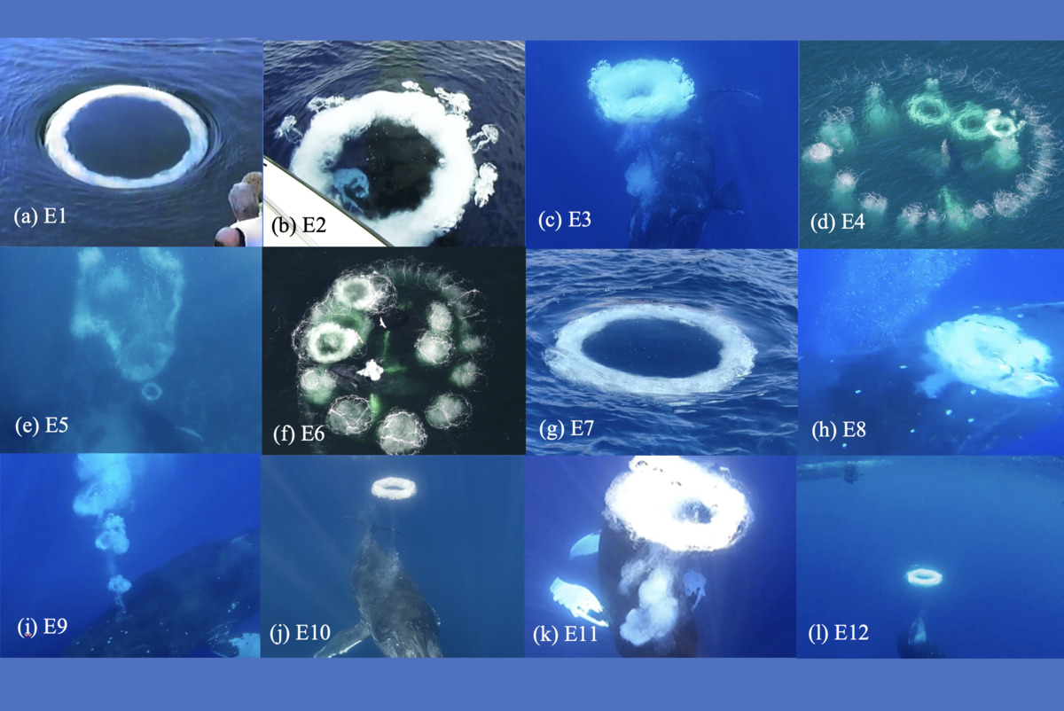 collage of rings