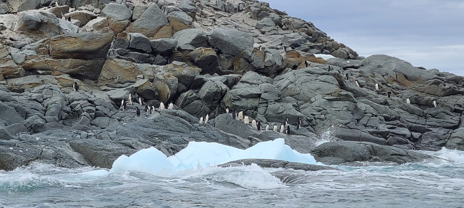 Elephant Island 3