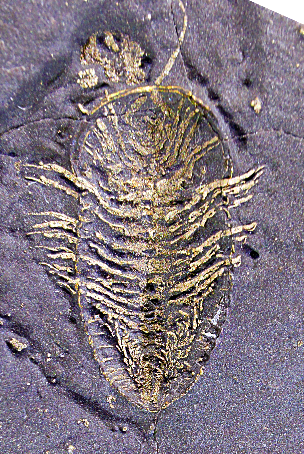 Trilobite!