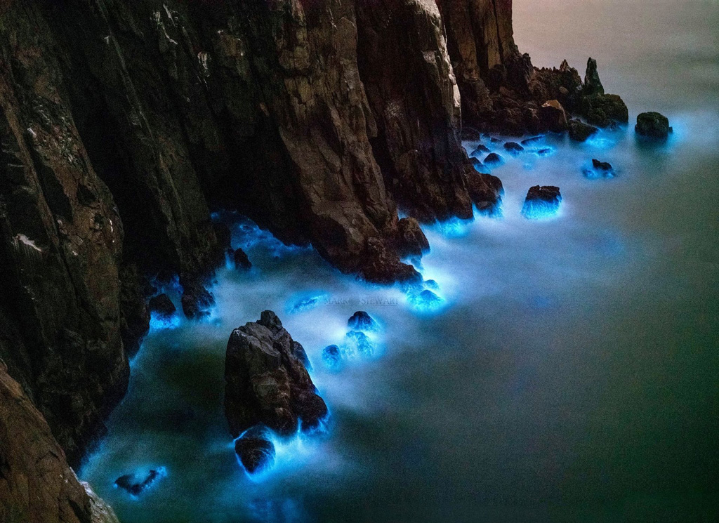 Bioluminescence