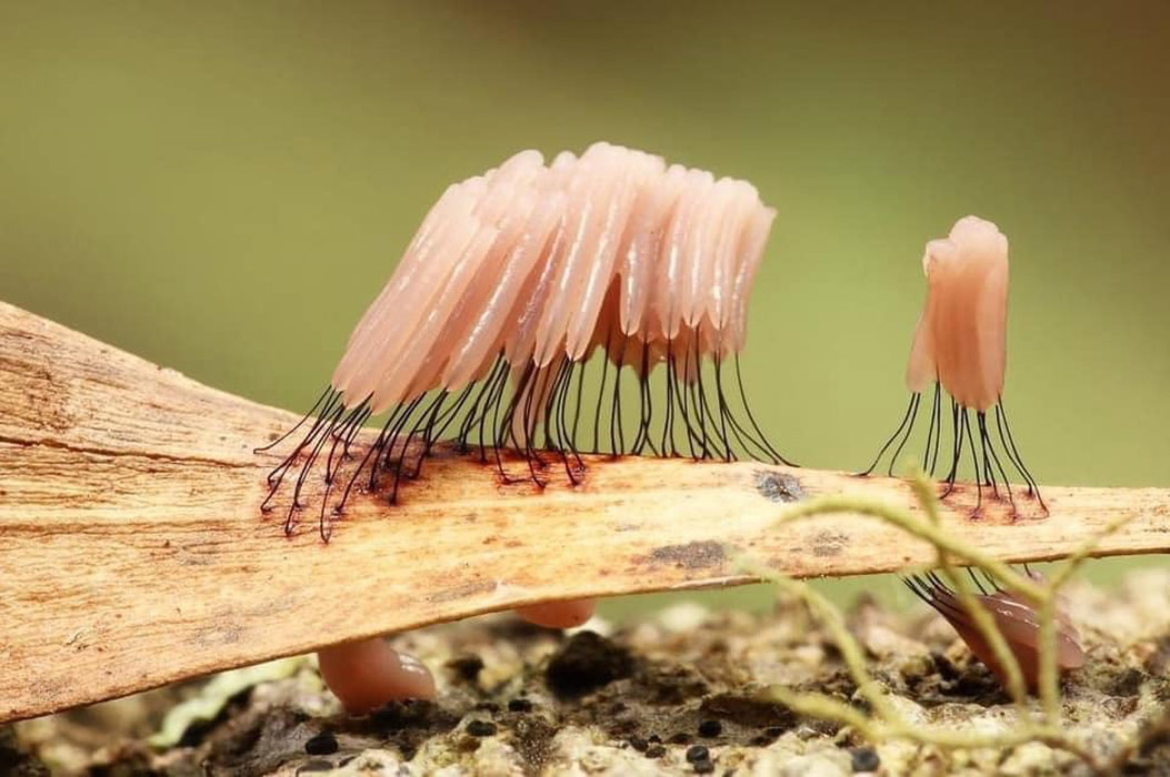 Mushrooms