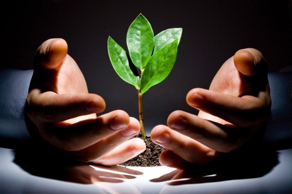 Hands cupping seedlings