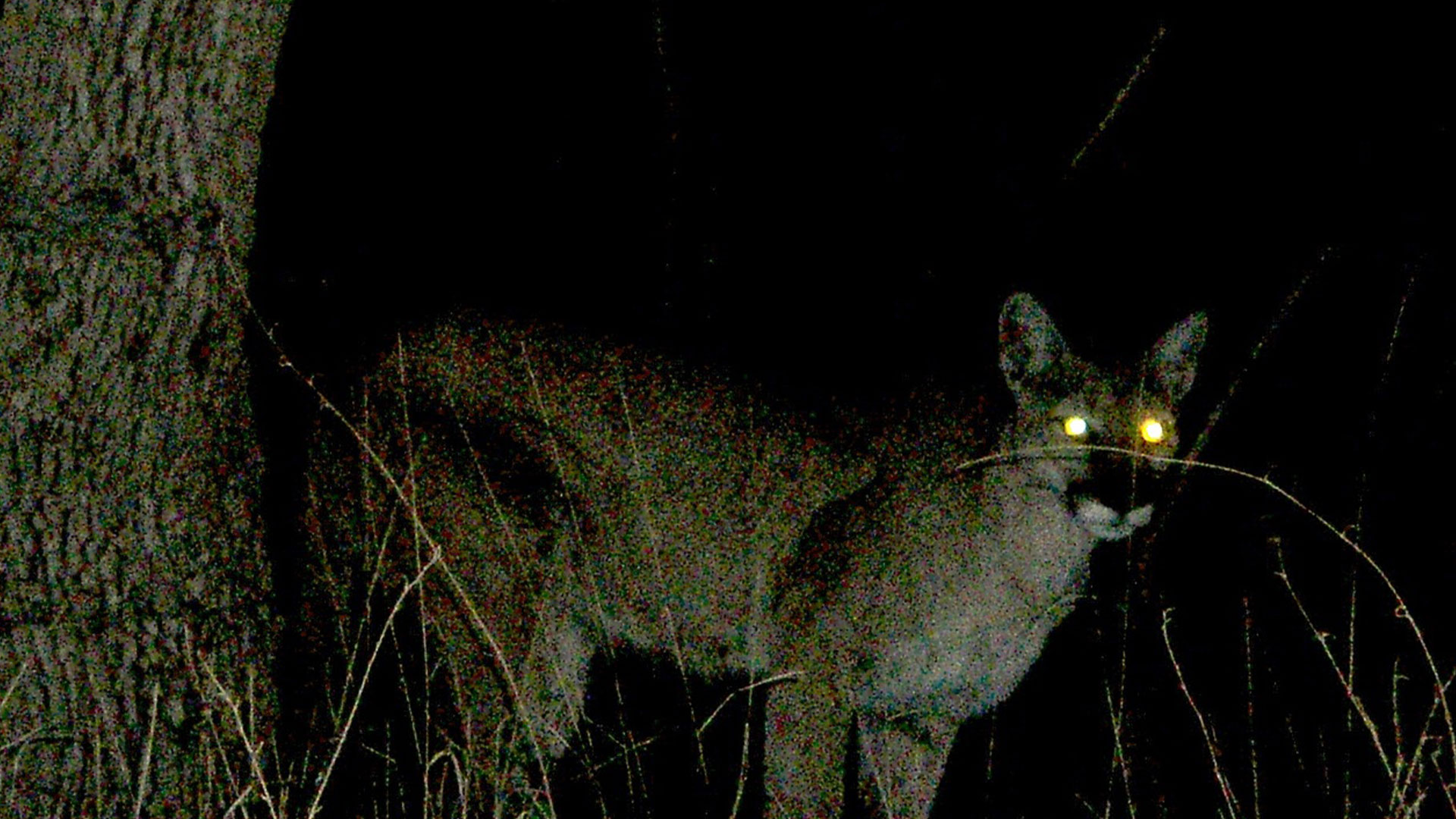 cougar