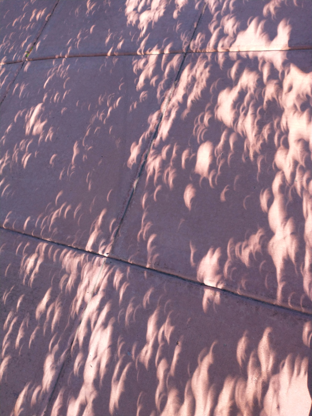 Eclipse through a tree's leave's shadow