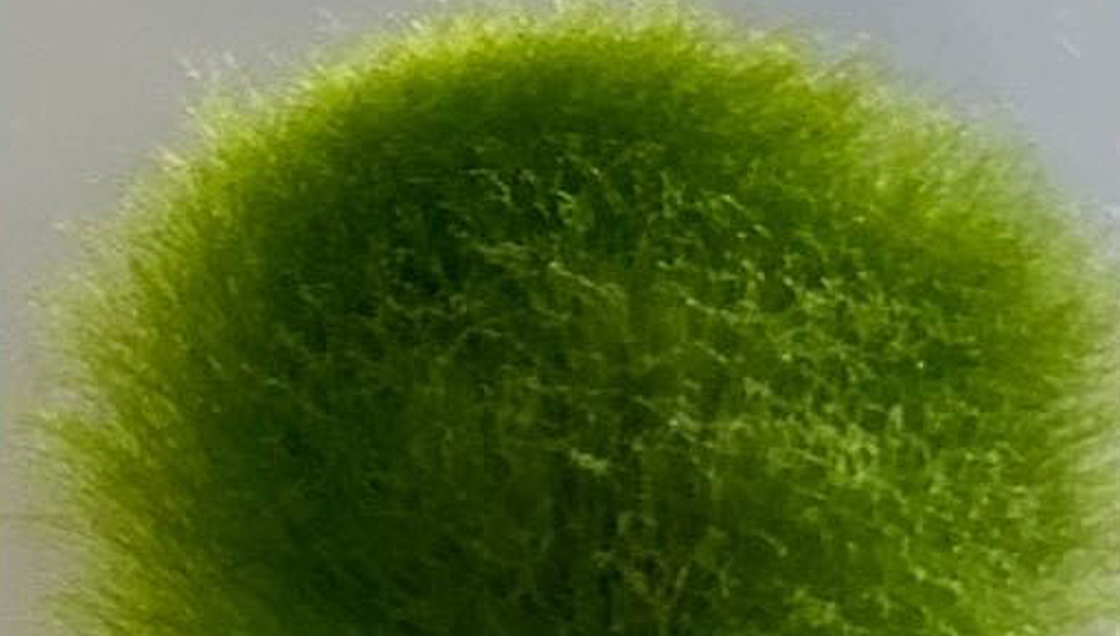 green moss