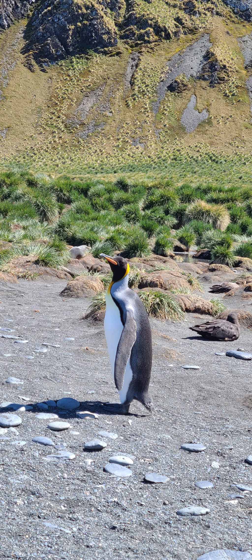 King Penguin
