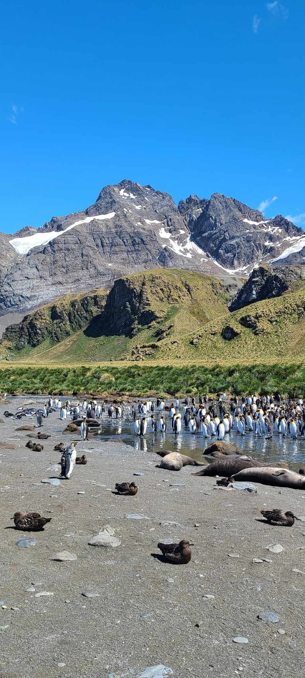 More King Penguins