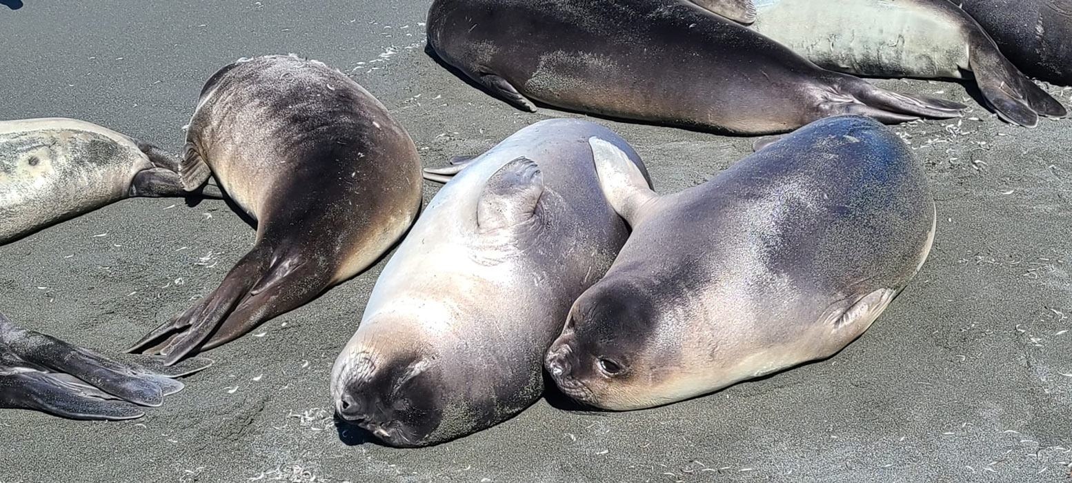 Seals resting