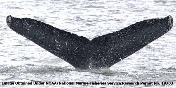 Image of a whale's tail