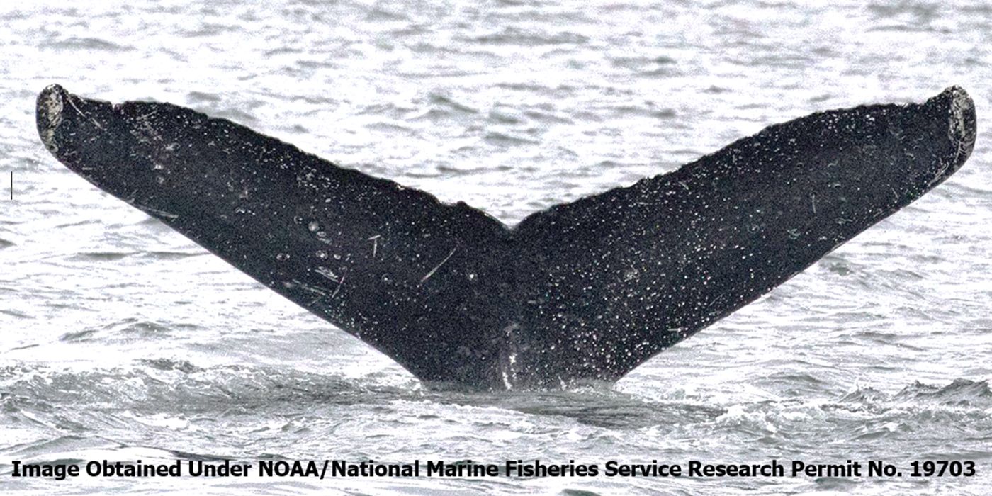Image of a whale's tail