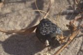 Meteorite from asteroid 2018 LA.