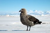 Skua