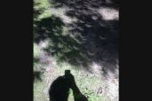 Effects of a partial Eclipse. Photo Credit: John Rummel. 