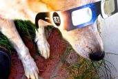 Dog Watching the Eclipse. Photo Credit: Pascal Lee.