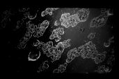 live view from microscope