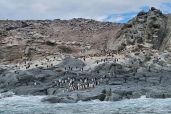 December 5, 2021 - Penguins on Island