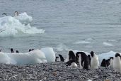 December 7, 2021 - Penguins