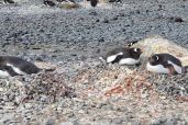 December 7, 2021 - Penguins