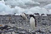 December 7, 2021 - Penguins