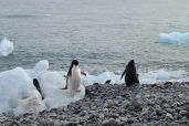 December 7, 2021 - Penguins