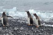 December 7, 2021 - Penguins