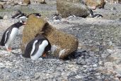 December 7, 2021 - Penguins