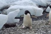 December 9, 2021 - Penguins