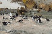 December 9, 2021 - Penguins