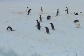 December 9, 2021 - Penguins