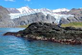 December 2. 2021 - Seals at the coast