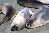 Close-up of the seals