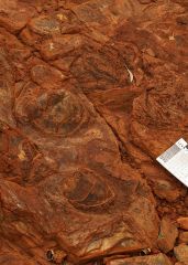 North Pole stromatolites